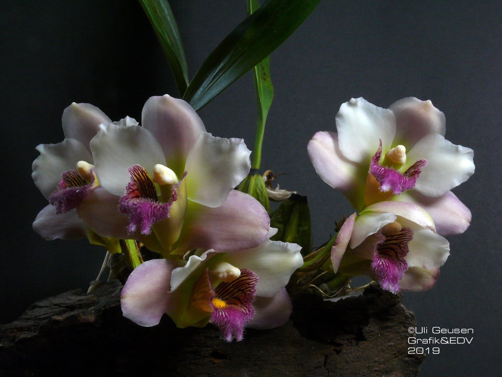 Bifrenaria harrisoniae